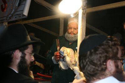 A kosher butcher slaughters a chicken with a razor during the kaparot ritual in Crown Heights, Brooklyn. Photo: Marlow Stern